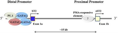 The ST2/IL-33 Axis in Immune Cells during Inflammatory Diseases